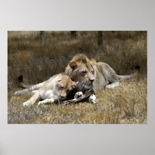 Póster Casal Safari-Lion