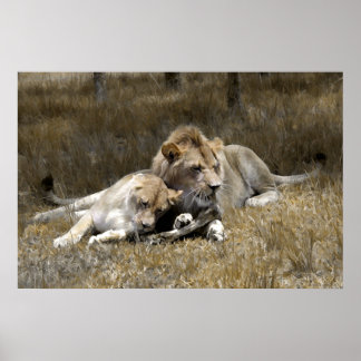 Póster Casal Safari-Lion