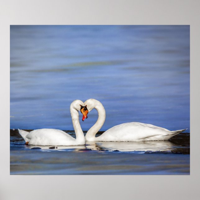 Poster Casal Swan do Amor de inverno (Frente)