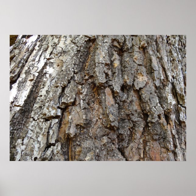 Poster Casca de Árvore IV Natureza Abstrata (Frente)