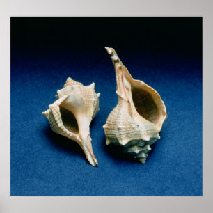 Poster Casca de Murex