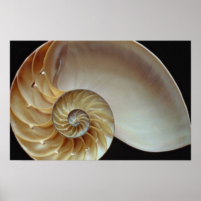 Poster Casca de Nautilus (Frente)