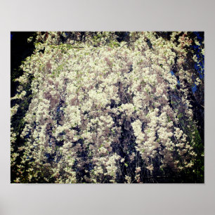 Poster Cascata De Flores De Primavera Branco