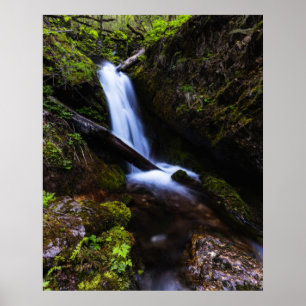 Poster Cascata na floresta encantada