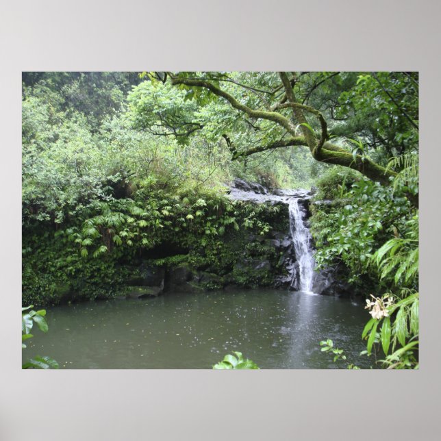 Poster Cascata tropical da floresta tropical (Frente)