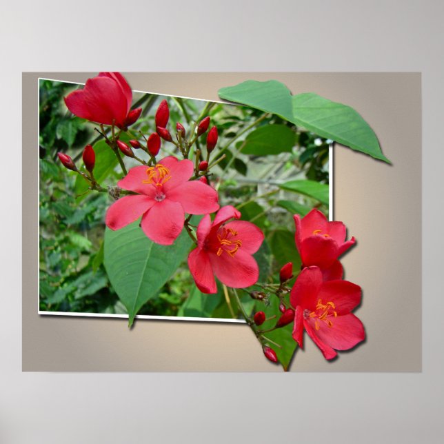 Póster Cascata Vermelha Exuberante (Frente)