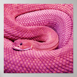 Póster Cascavel cor-de-rosa do Basilisk