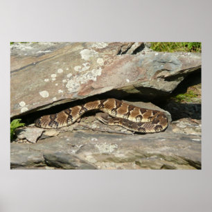 Póster Cascavel no Parque Nacional de Shenandoah