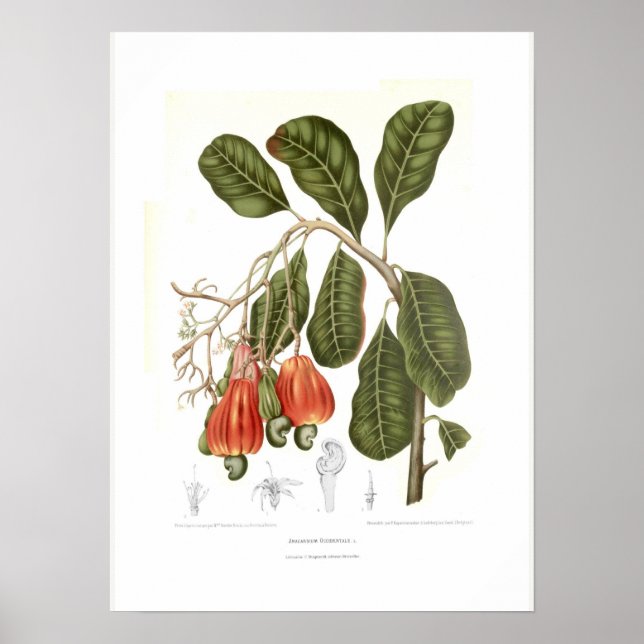 Poster Cashew (Frente)