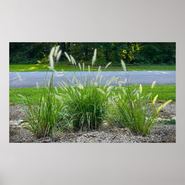 Poster Cassian Fountain Grass, (Frente)