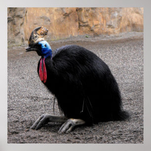 Poster Cassowary na primavera