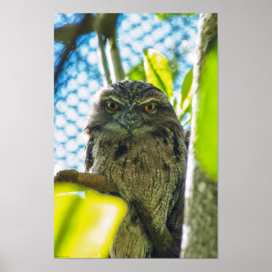 Poster Castanha não é uma coruja