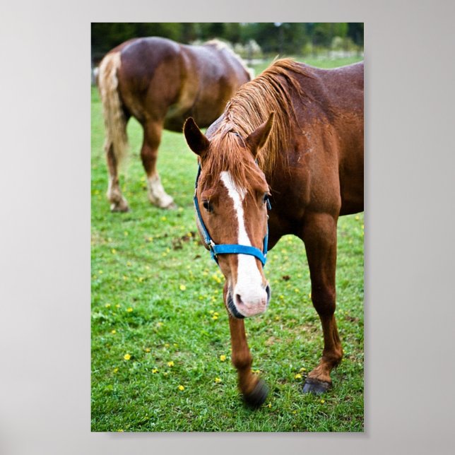 Póster Castanho (Frente)