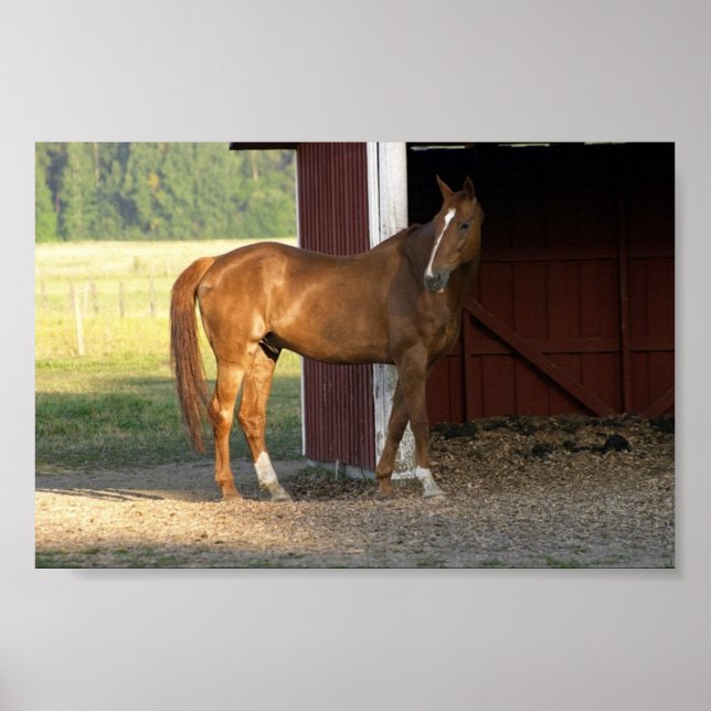 Póster Castanho (Frente)