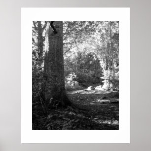 Poster Castlehead Wood: Keswick
