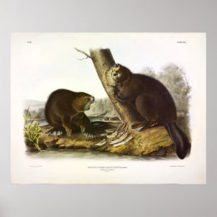 Poster Castor canadensis - Audubon