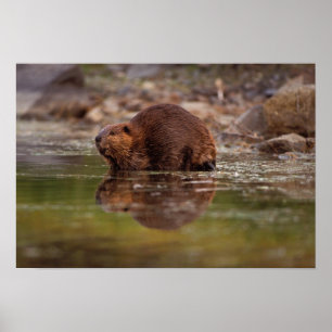 Póster castor, Castor canadensis, vai para uma natação em