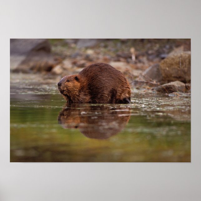 Póster castor, Castor canadensis, vai para uma natação em (Frente)