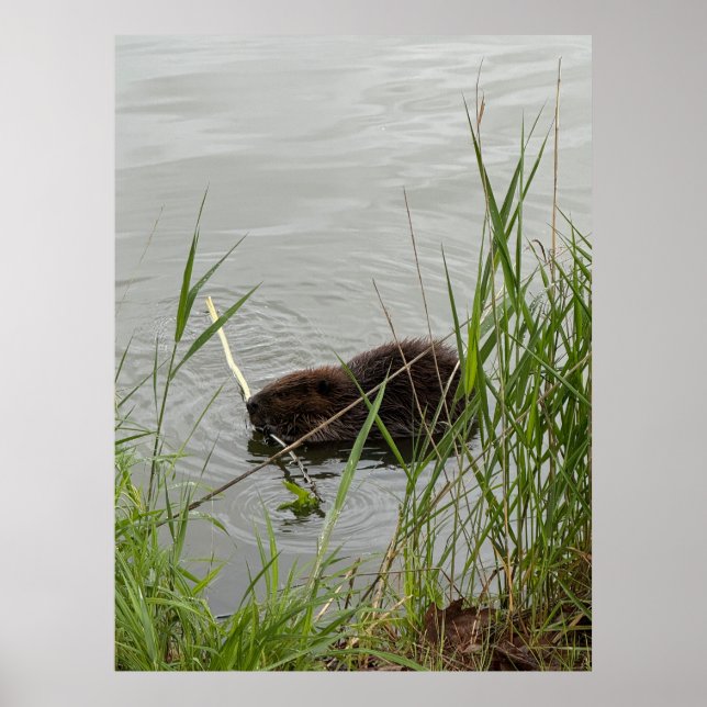 Poster Castor Ocupado (Frente)