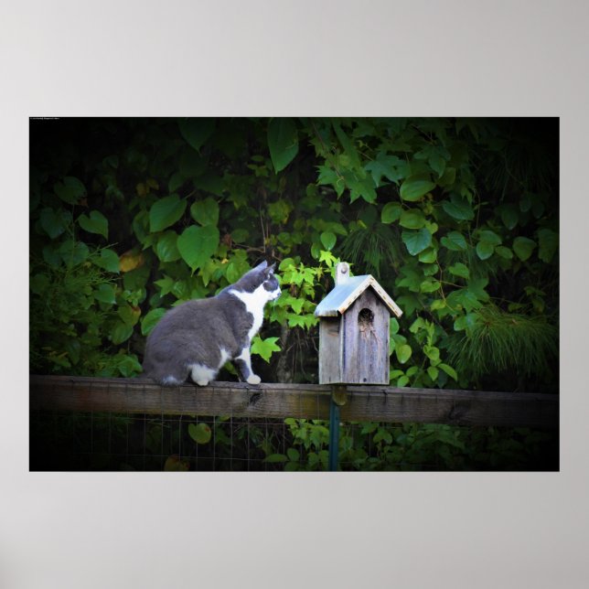 Poster Cat & Birdhouse, (Frente)