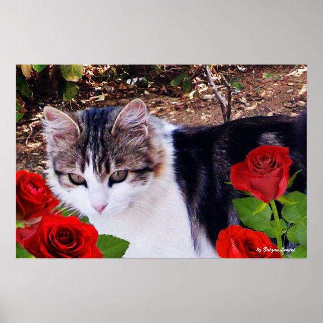 POSTER CAT COM ROSAS VERMELHAS (Frente)