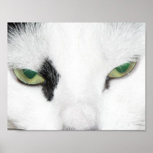 Póster Cat Eyes