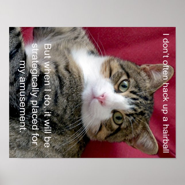 Póster Cat Meme (Frente)