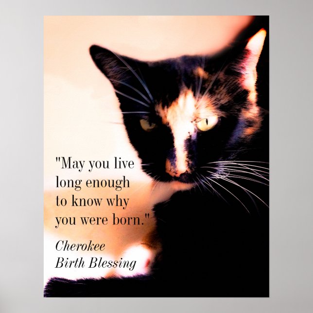 Poster Cat Messenger (Frente)