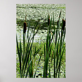 Póster Cat O Nine Tails & White Water Lillers Foto Impres