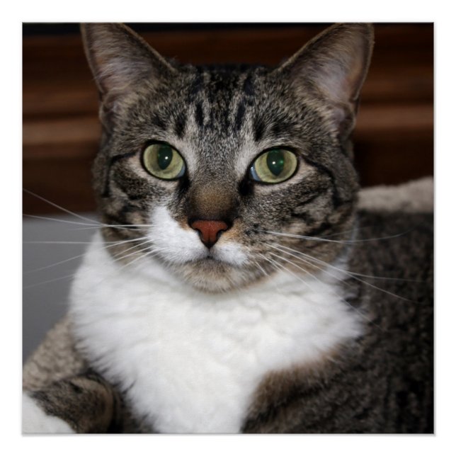 Póster Cat Olhando para você/Pet Tabby Cat Face Foto (Frente)
