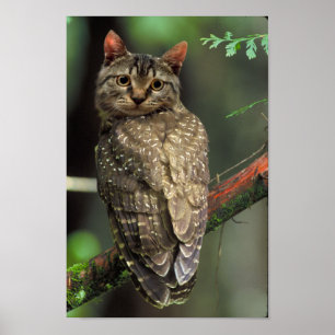 Póster Cat Owl