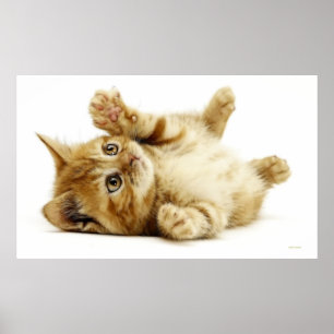 POSTER CAT PEQUENO