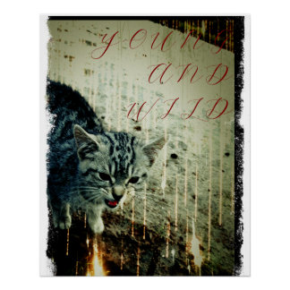 Póster Cat Poster - Young and Wild