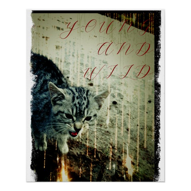 Póster Cat Poster - Young and Wild (Frente)