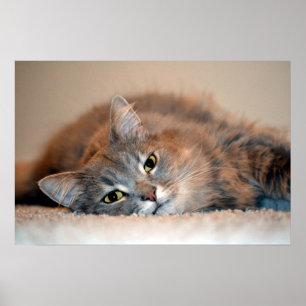 Poster Cat Russo Azul de Cabelo Longo por Shirley Taylor