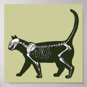 Póster Cat Skeleton