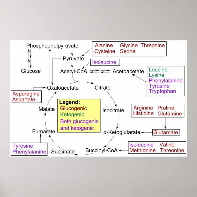 Póster Catabolismo de Aminoácidos Proteinogênicos Diagram (Frente)
