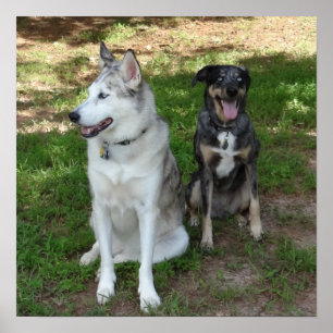 Poster Catahoula e Ausky Dog Amizade