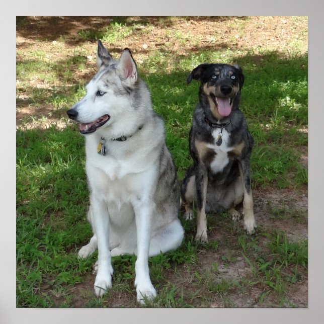 Poster Catahoula e Ausky Dog Amizade (Frente)