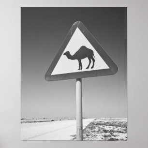 Poster Catar, Al Zubarah. Sinal de Cruzamento de Camelos-