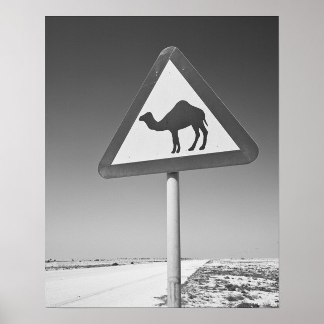 Poster Catar, Al Zubarah. Sinal de Cruzamento de Camelos- (Frente)