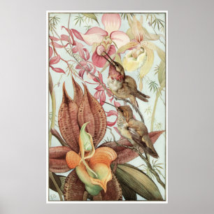Póster Catasetum e Cypridediums 1912