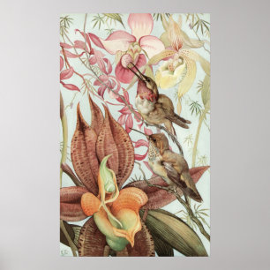 Póster Catasetum e Cypripediums de Detmold