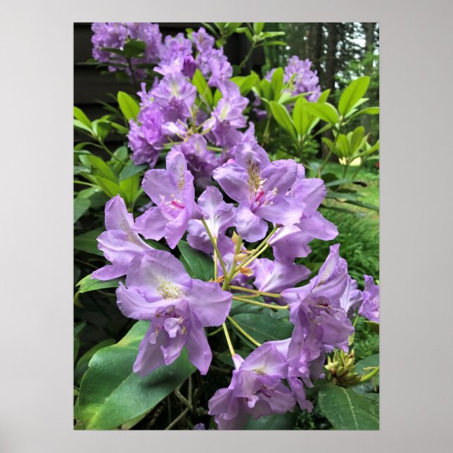 Poster Catawbiense Boursault Rhododendrons, Oregon (Frente)