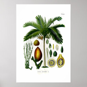 Poster Catechu da areca (palma de noz de bétele)