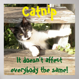 Poster "Catnip", cats, funny, humor, cute, gift