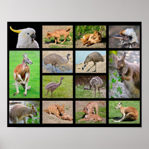 Poster Catorze fotos de mosaicos de animais australianos