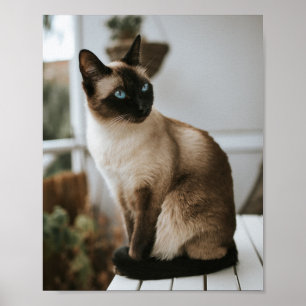 Poster Cats Are The Best 86