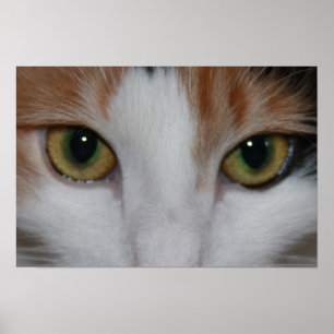 Póster Cat's Eyes