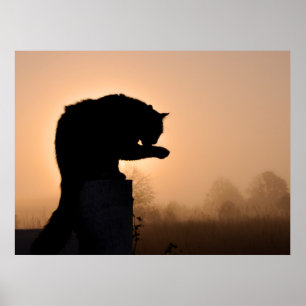 Póster Cat's Morning Bath